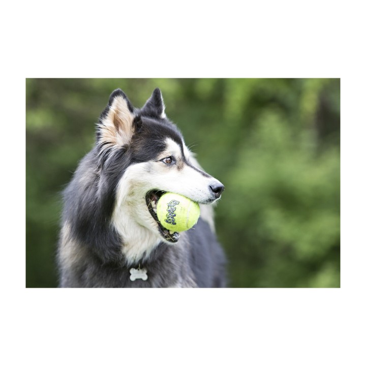 KONG SqueakAir Ball | Zoo Pluto