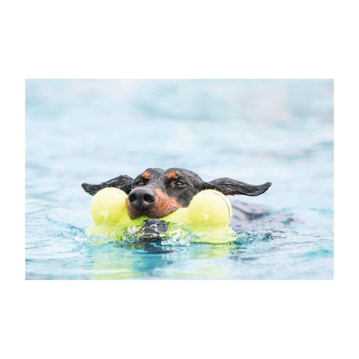 KONG AirDog Bone Large | Zoo Pluto