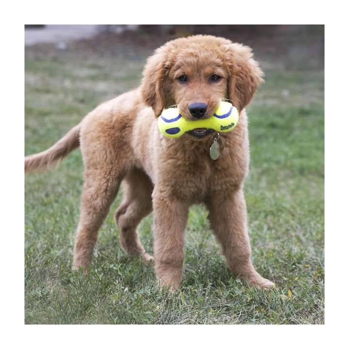 KONG AirDog Squeaker Dumbbell Medium | Zoo Pluto